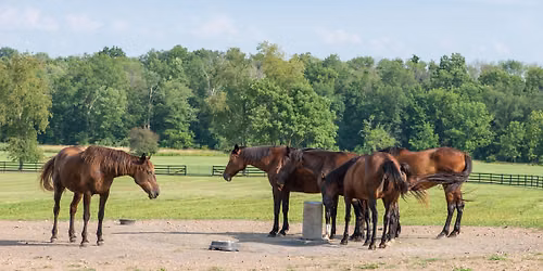 Private Access: Autumn on Two Working Horse Farms Photography Class