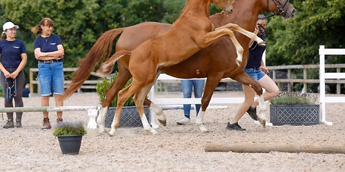 Chadwells Stud Annual Open Day