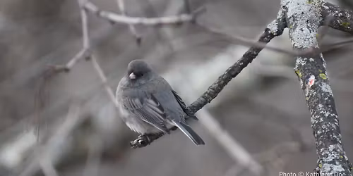 Field Trip: Birding the Arcadia Wildlife Sanctuary