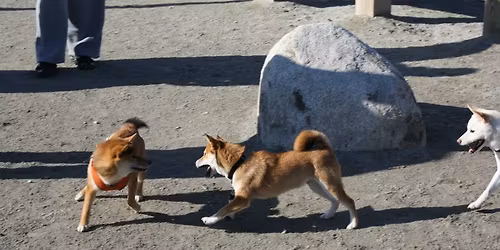 November 2025 Boston Shiba Meetup