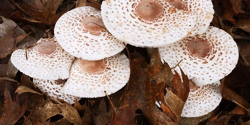 SAN DIEGO - Mushrooms: Biology, Identification, and More with Tilly from SDMYCO