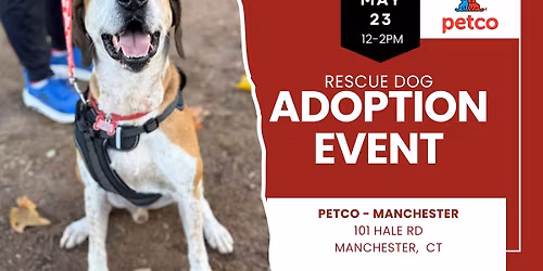 Adopt a Rescue Dog in Manchester CT