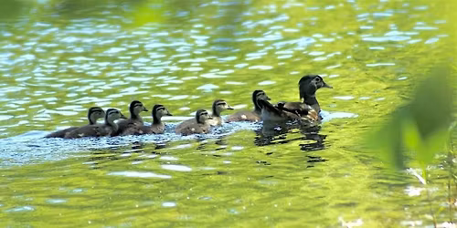 Louisville Women's Birding Club May Walk