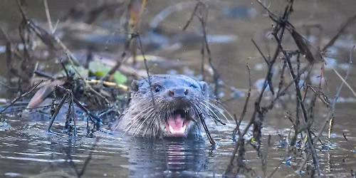 Sunrise Wildlife Walk: Otters