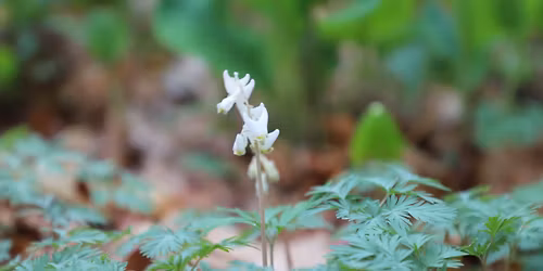 Knowing Native Plants: Spring Ephemerals