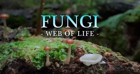 Film screening: Fungi - Web of Life