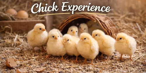 Spring Break Host-a-Chick! 