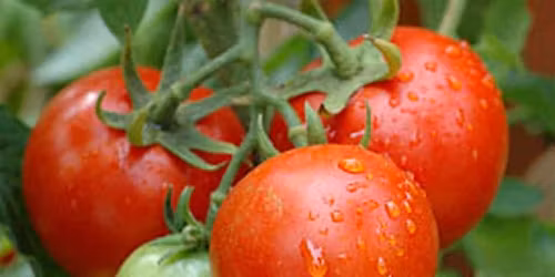 Tomato Pruning workshop (hands-on)