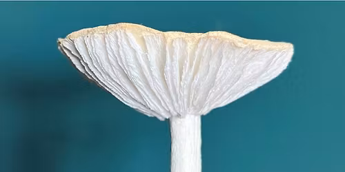 Workshop: Svampe i crepepapir