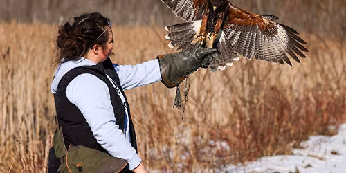 Falconry in Ontario's Near North: Tradition Meets Nature 
