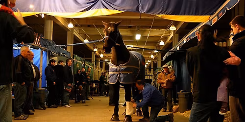 Royal Winter Fair Horse Show: The K-9 Equine Challenge