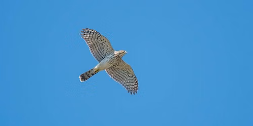 Eastside Audubon Bird Walk