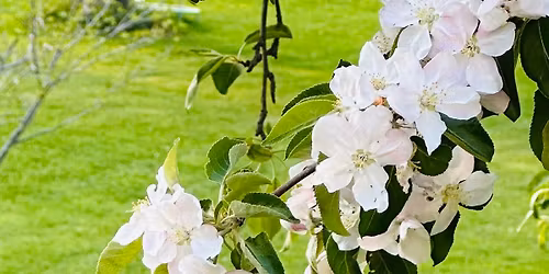 Apple Blossom Mini\u2019s