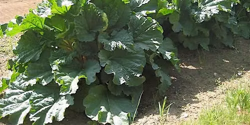 Perennial Vegetables - Mocksville