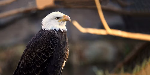 American Eagle Day