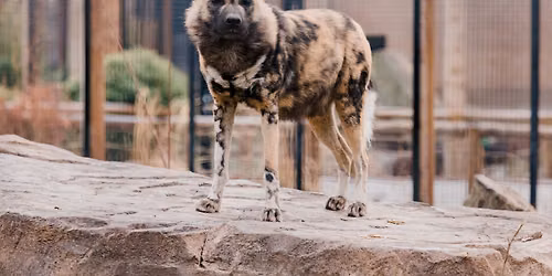 School Break Day Camps (ages 5-10) — Education in Zoo Boise · Boise, ID