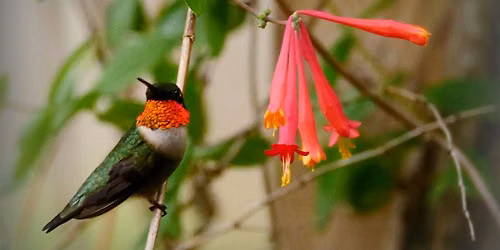 Birding Basics @ Hilltop Arboretum - Daytime Class (Fall 2026)