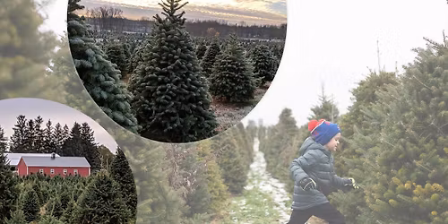 Christmas Tree Season @ Woody Acres