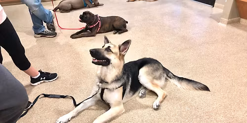 Real World Obedience (with Kris Snider)