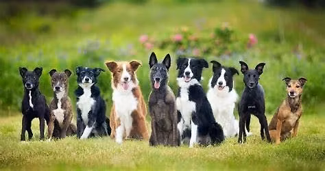 Wag and Walk Social Dog Walking