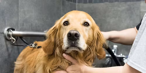 Shawnessy Pet Valu Dog Wash & Nail Trim Event