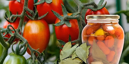 Tomaten Workshop \u2013 Einlegen und Einmachen wie fr\u00fcher