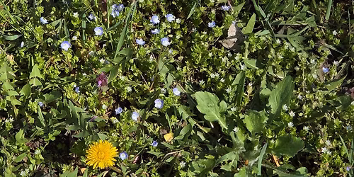 Kr\u00e4uterwanderung - Vitamine und Heilsames von der Wiese