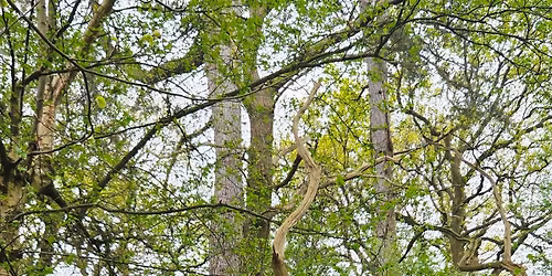 Christmas Charity Walk