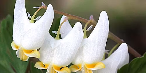 Beal Botanical Garden Tour: Spring Ephemerals