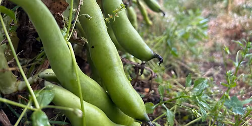 Asian Veggie Showcase