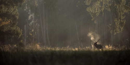 Whispers in the Woods - NZIFF Film Screening
