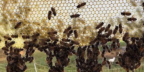 Burke County Beekeepers Monthly Meeting