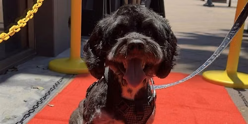 Dog Red Carpet Walk