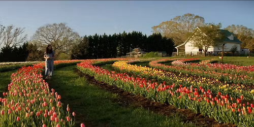 3/21/26 Tulip U-Pick