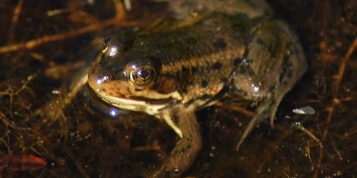 Naturalist Bootcamp: Frog Frenzy!