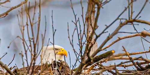 Eagle Hike @ The Hundred Acre Wood