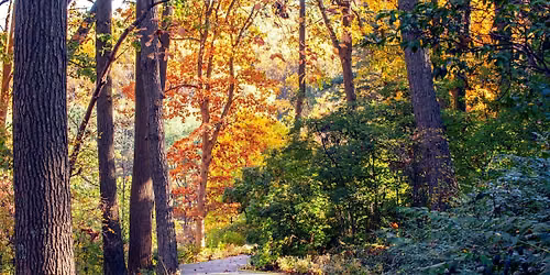 Fall Wednesday Walkabouts