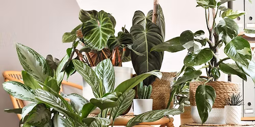 Houseplant Swap