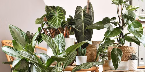 Houseplant Swap