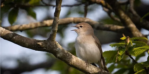 Nightingale Guided Evening Walks  - Nature Bird Watching - Picnic space