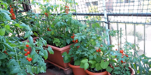 Container Gardening 101