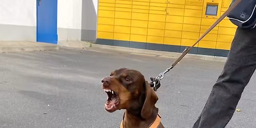 Leinenrambo war gestern (Begegnungs-Knigge mit Fremdhunden)