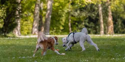 Begegnungs-Knigge mit Fremdhunden (Leinenrambo war gestern)