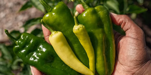 Plant. Eat. Repeat. at Community Garden of Morrow