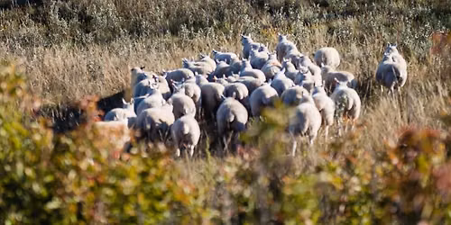 Flames, Flocks and Prairie Talks - EXCLUSIVE