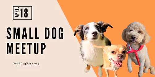 Small Dog Meet up!