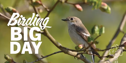 Birding BIG DAY with Baird