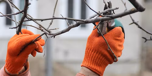 Tree Pruning