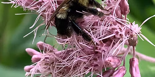 Conservation of Imperiled Insects