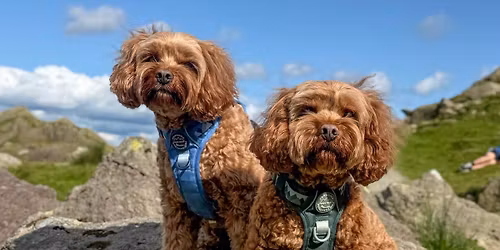 Panshanger Park Walkies Ready Club